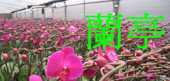 蘭亭